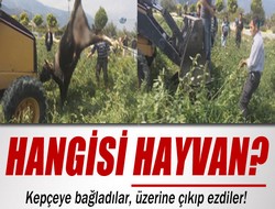 Danaya inanılmaz işkence