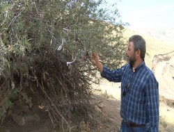 Mezardaki ağaçlar, dilek ağacına dönüştürüldü