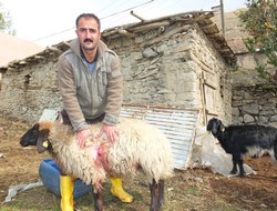 Hakkari'de başıboş köpek dehşeti