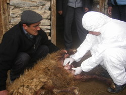 HAKKARİ'DE KÖPEK DEHŞETİ