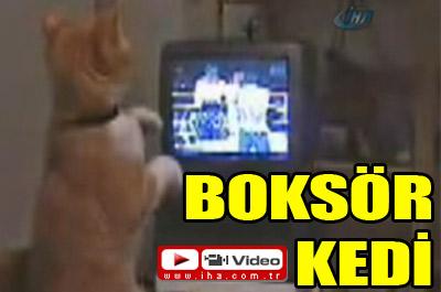 BAKIN BU KEDİNİN BOKS SEVGİSİNE...