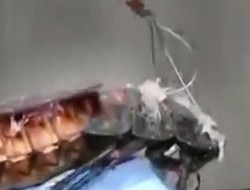 Akıllara zarar buluş Böcekbot