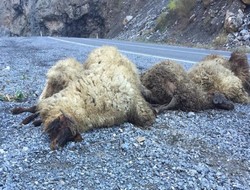 TIR'ın çarptığı 30 koyun telef oldu