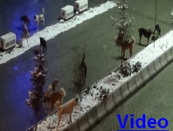Başıboş köpekler çarşı merkezini bastı