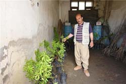 ÇUKURCA'DA  MEYVE FİDANI DAĞITILDI