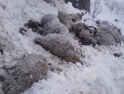 Kurtlar koyun sürüsüne saldırdı