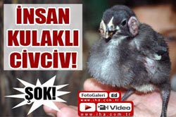 İNSAN KULAKLI CİVCİ ŞAŞIRTIYOR