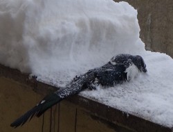 Saksağan soğuktan dondu