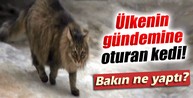 Kahraman kedi bebeği donmaktan kurtardı
