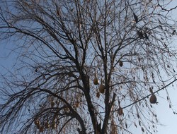 Kabak ağacı görenleri şaşırtıyor