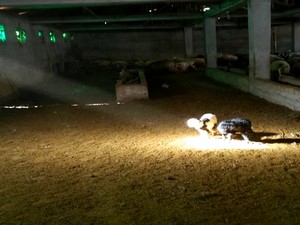 Oğlakların güneşlenme keyfi