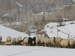 Hayvanların yavru atması çiftçileri perişan etti