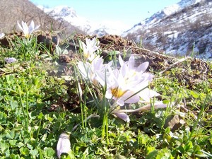 Hakkari'de Kardelenler şubat ayında açtı