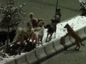 Köpekler saldırdı mahalleli kurtardı