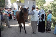 Bay köyünde neler oluyor?