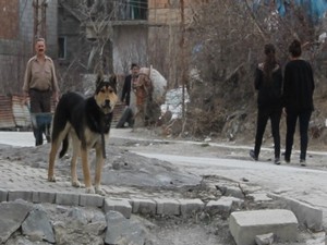 Başıboş köpekler tehlike saçıyor