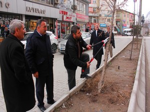 Belediye ağaç budama çalışması başlattı