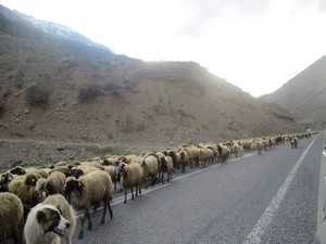 Küçükbaş hayvanların meralara göçü başladı