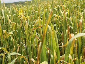 Pas Hastalığına dikkat