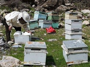Hakkarili arıcılar bakım çalışmasına başladı