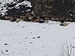 Mahsur kalan küçükbaş hayvanlar kurtarıldı