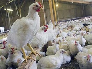 Türkiye’de ’kuş gribi’ salgını var mı?