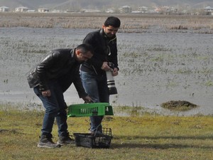 Gever’de Balıkçıl kuşu tekrar doğaya bırakıldı