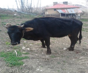 Kesici tellere takılan inek ağır yaralandı