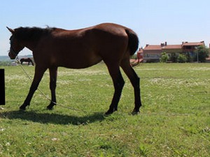 atlara 5 bin lira maaşlı çoban bakacak