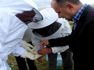 Hakkari’de arı dağıtımı yapıldı