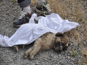 Vicdansız sürücü yavru köpeğe çarparak kaçtı