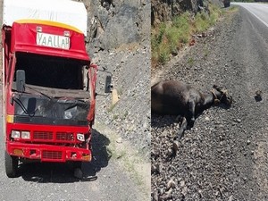 Kamyonetin Çarptığı Katır Telef Oldu