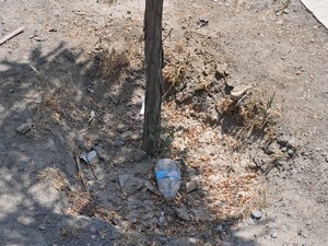 Hakkari’de sulanmayan ağaçlar göz göre göre koruyor