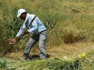 Oruçlu 30 derece sıcaklıkta tırpan çekiyorlar