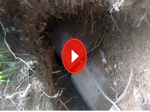 Ayı, mezardan çıkardığı cesedi kaçırdı