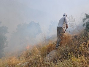Anız yangını meyvelik alanı kül ediyordu