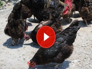 Kene timleri iş başında