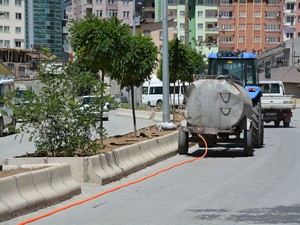 Belediye ağaçlar için sulama çalışması başlattı
