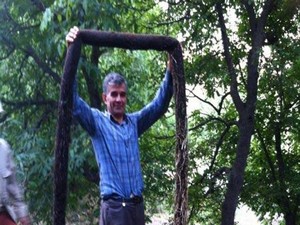 Uzayan ceviz kökleri mahalleyi susuz bıraktı