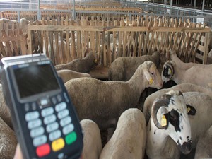 Kredi kartı ve krediyle kurban almak caiz mi?