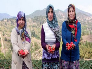 Uludağ'ın yediveren çileği 150 derde deva