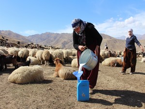 Hakkarili Berivanlar ve çobanlar barış istiyor