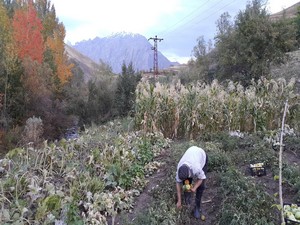 Aniden düşen sıcaklık sebze bahçelerini vurdu