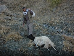 Köpekler 27 hayvanı parçaladı