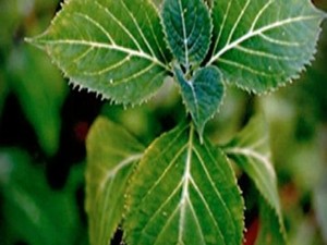 Yeni uyuşturucu ‘salvia divinirum’ bitkisine dikkat