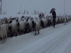Tipiden dolayı mahsur kalan 3 bin koyun kurtarıldı!