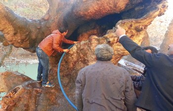 Asırlık ağacı ateşe verdiler