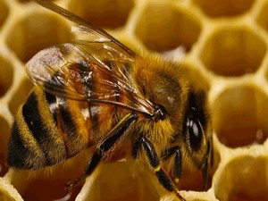 Arı olmazsa Türkiye aç kalır