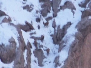 Hakkari'de aç kalan dağ keçileri köylere indi