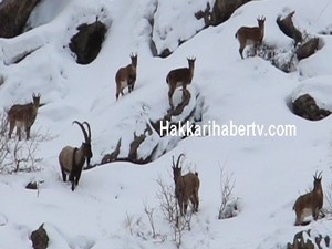 Aç kalan dağ keçileri şehre indi